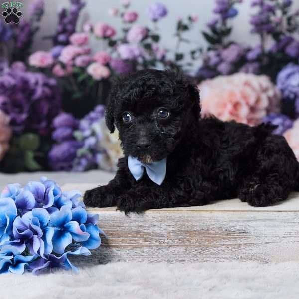 Ruff, Miniature Poodle Puppy